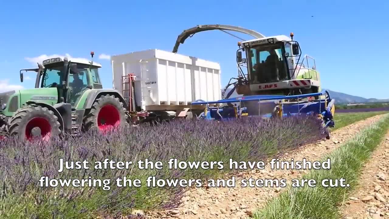 Lavender Harvest & Oil Distillation | Valensole - Provence - France 🇫🇷| large and small scale