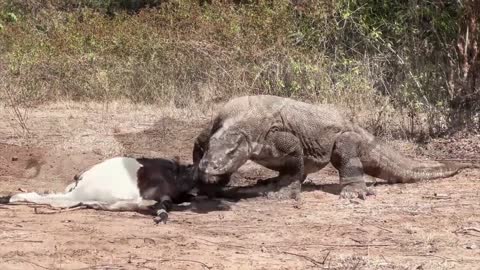 Top 5: Komodo Dragon Attacks and Eats Animals