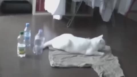 Animals Getting Scared Over Nothing 😂 [Funny Pets] | Pets Island