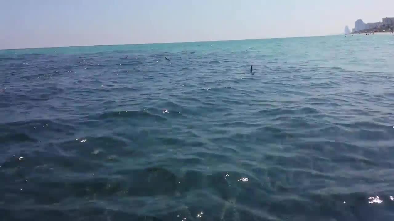 HUGE school of mullet - Hollywood, FL