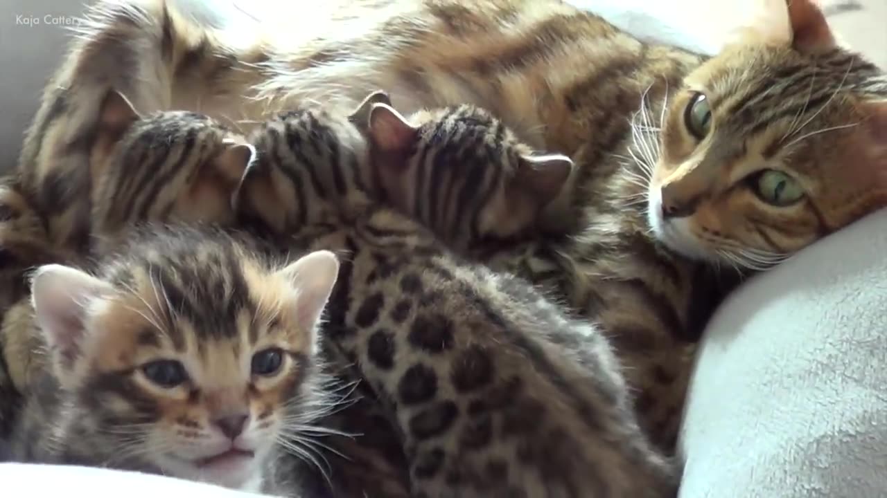 Mother cat having a Conversation with her Kittens