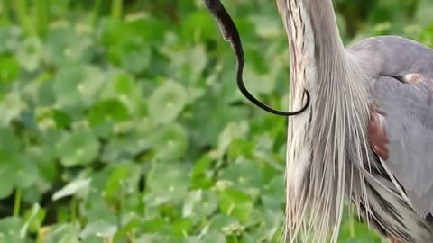 Bird Eating Snake