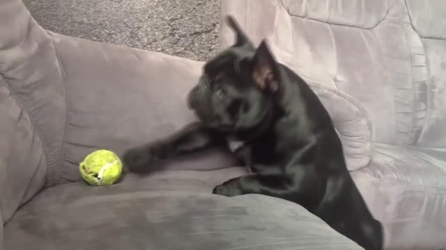 My dog just can't catch the ball LOL