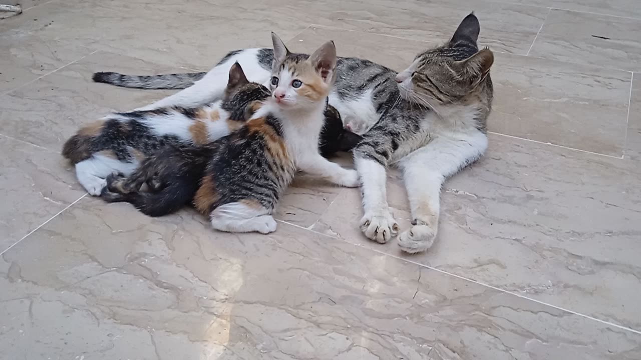 Cat with kittens