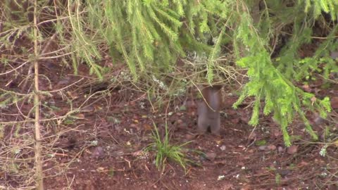 Animals feeding in my backyard