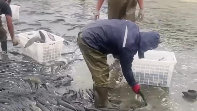Many Fish in Side of Water 💦 You look it this