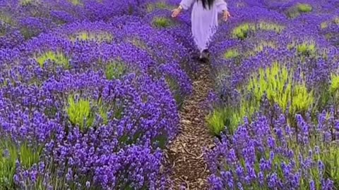 BEAUTIFUL LAVENDER FIELD IN ENGLAND