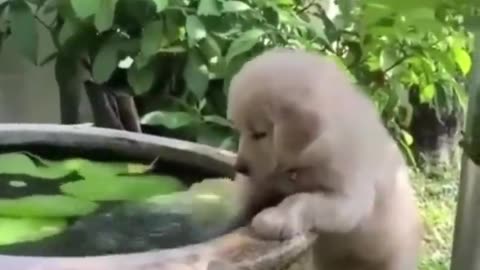 Cute Baby Animals