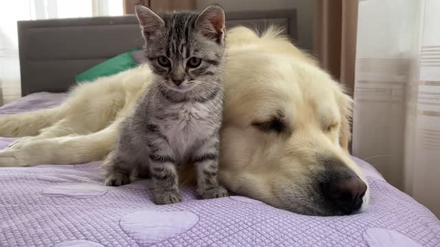 Golden Retriever and Baby Kitten Become Friends