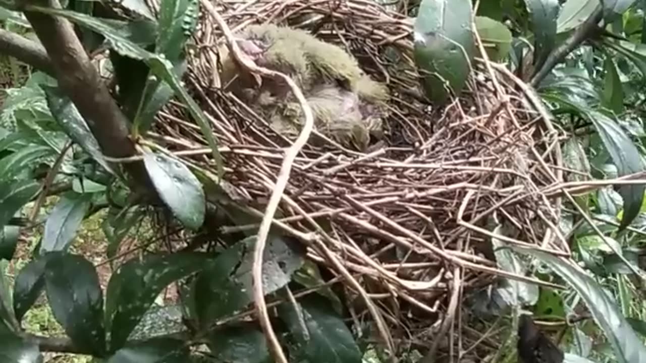 The Circle of Life: Eagle Predation on Bird's Nest - A Natural Spectacle