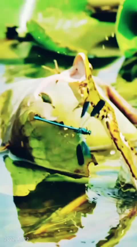 Check out Frog Hunting Tricks