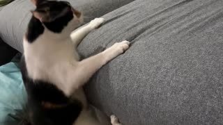 Cat With Cerebellar Hypoplasia Determined to Climb Couch