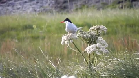 Beautiful Voice of a Beautiful Bird 🐦🕊️🐦