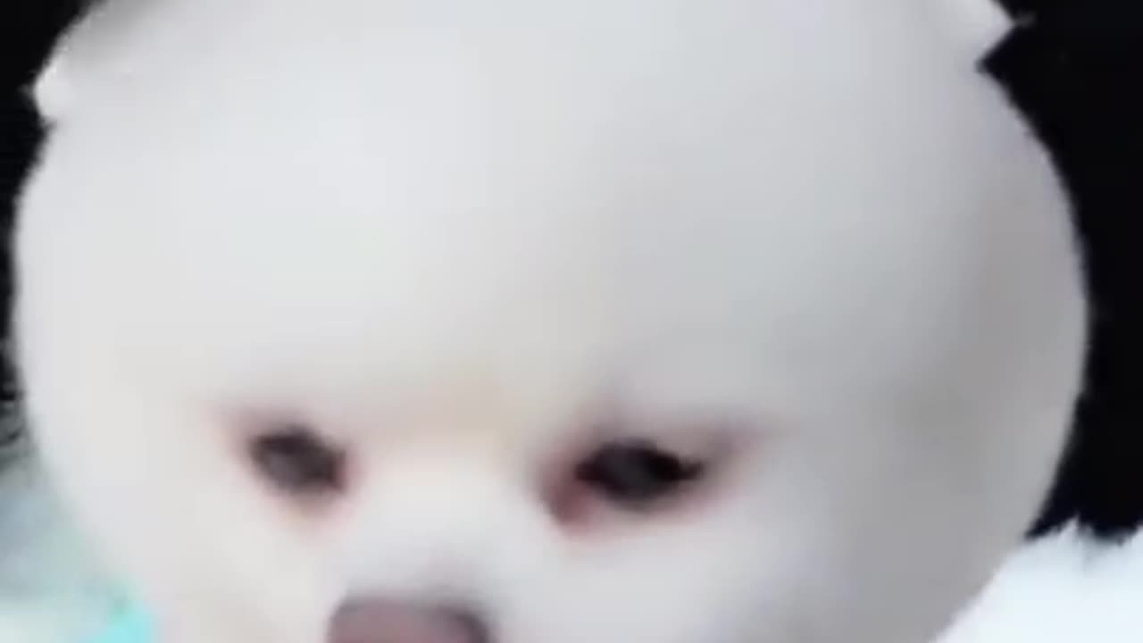 cute dogs funny video
