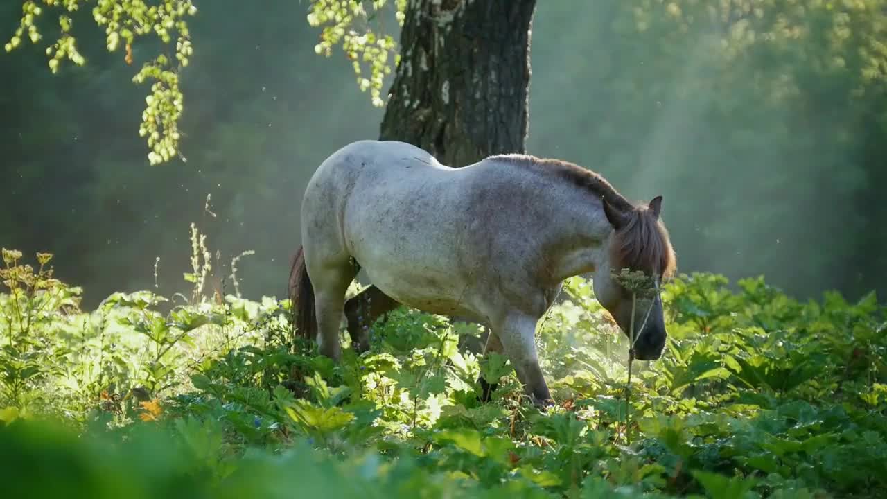 Beautiful powerful dark brown stallion horse pasturing on meadow field and running at golden sunset