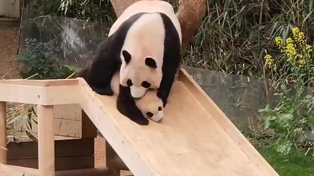 Panda mom teaching her🥰 baby how to play on slide