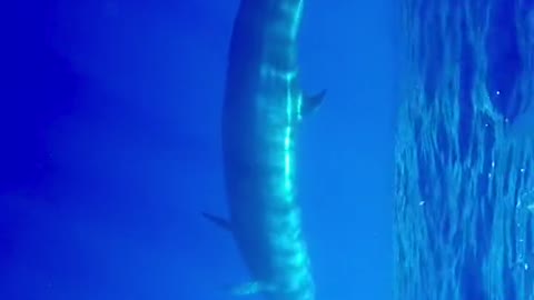 a sei whale coming in for a closer look #fyp