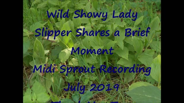 Wild Showy Lady Slipper shares a brief moment 2019