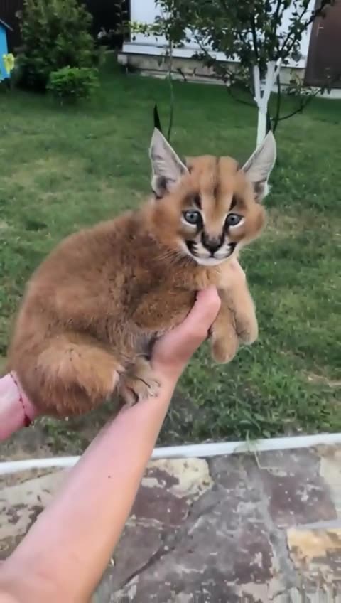Caracal baby cat 😍😍👍