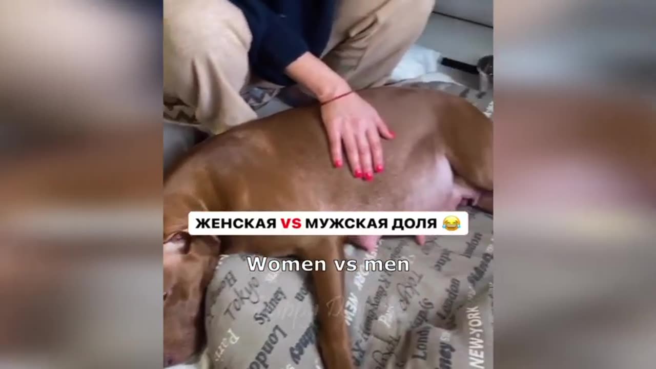 Funny clips of animals