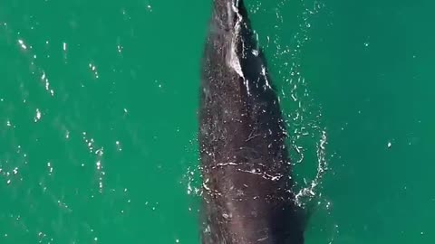 Beautiful blue whale 🐳 in the most dangerous ocean