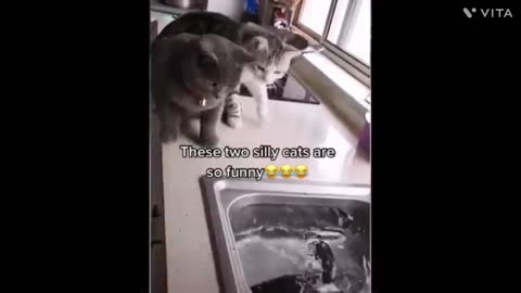 Cat funny video