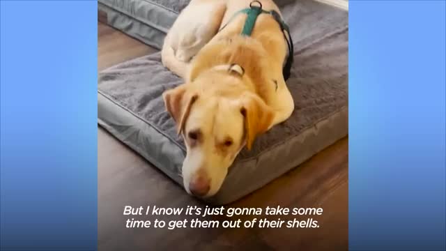 Two Rescue Labs Who Were Completely Frozen | The Dodo Adopt Me!