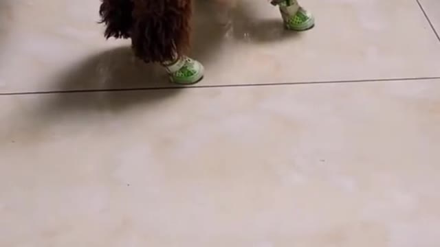 It’s so funny to see a dog wearing shoes.
