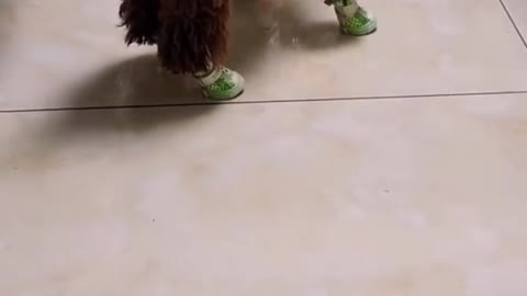 It’s so funny to see a dog wearing shoes.