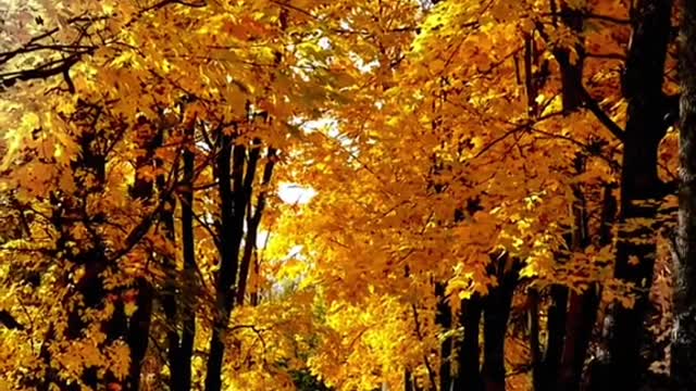 #autumn #tree #foryou #theleaves #beauty #yellow #scenery