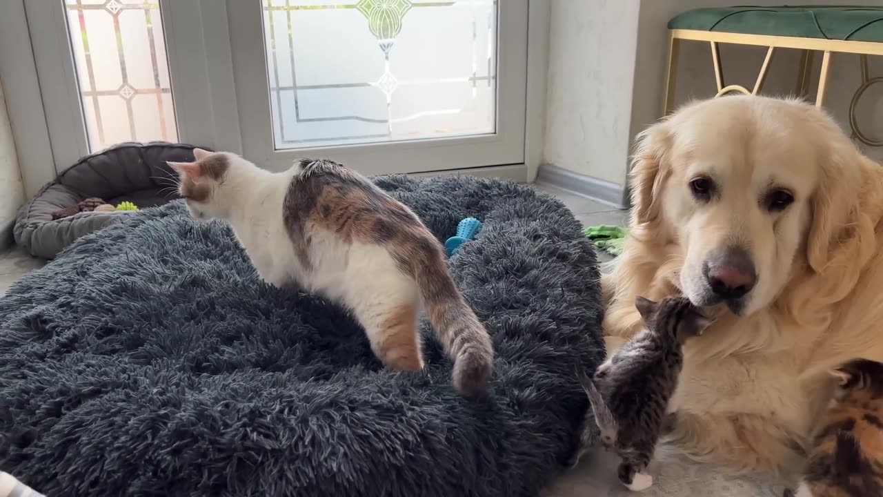 How the Golden Retriever and New Tiny Kittens Became Best Friends [Cutest Compilation]