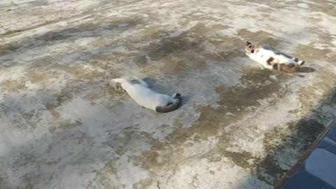 kucing sedang Germain dengan burung