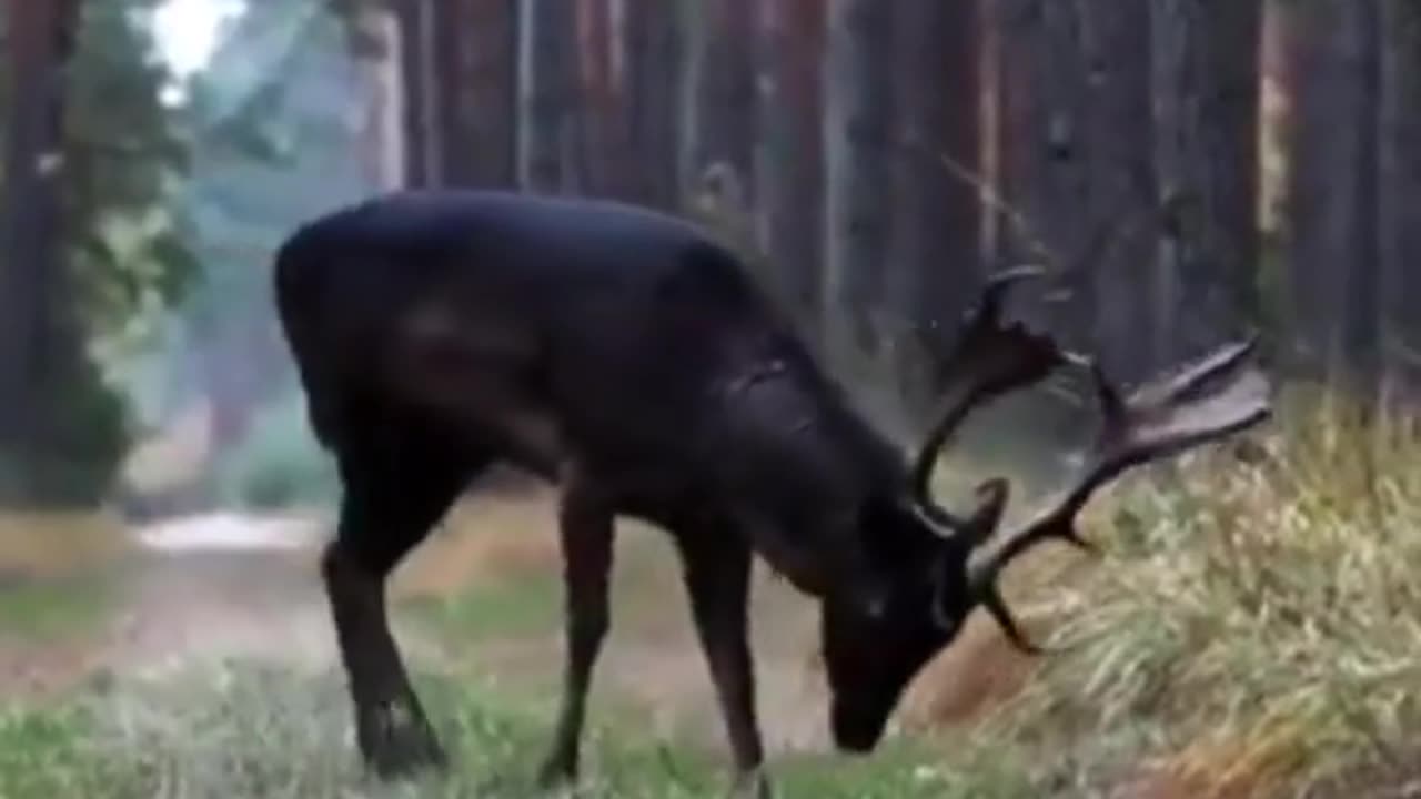 black deer