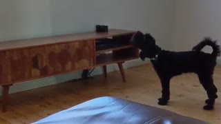 Funny Dog Video 2022 Barking at TV