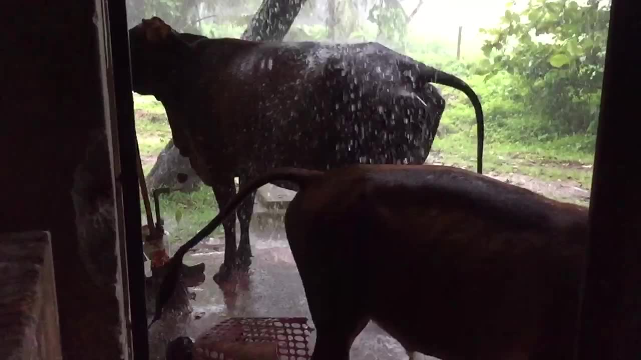 Bathing the cow and calf