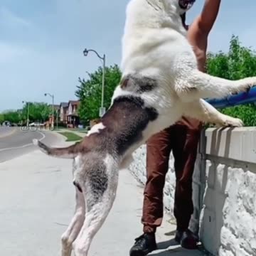 Giant Alabai Dog - Central Asian Shepherd