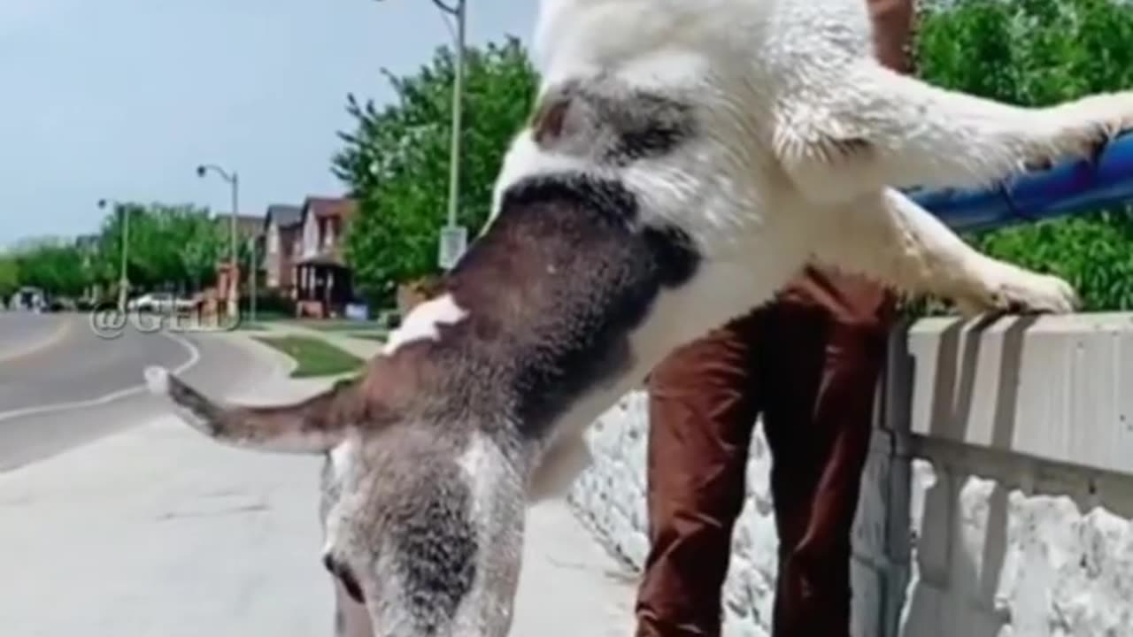 Giant Alabai Dog - Central Asian Shepherd