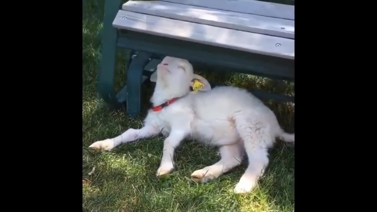 Try not to laugh with these animals 17!