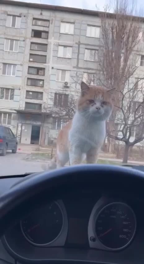 I moon you and pee on your car, now go!