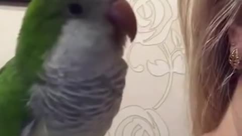 Funny Parrots Compilation