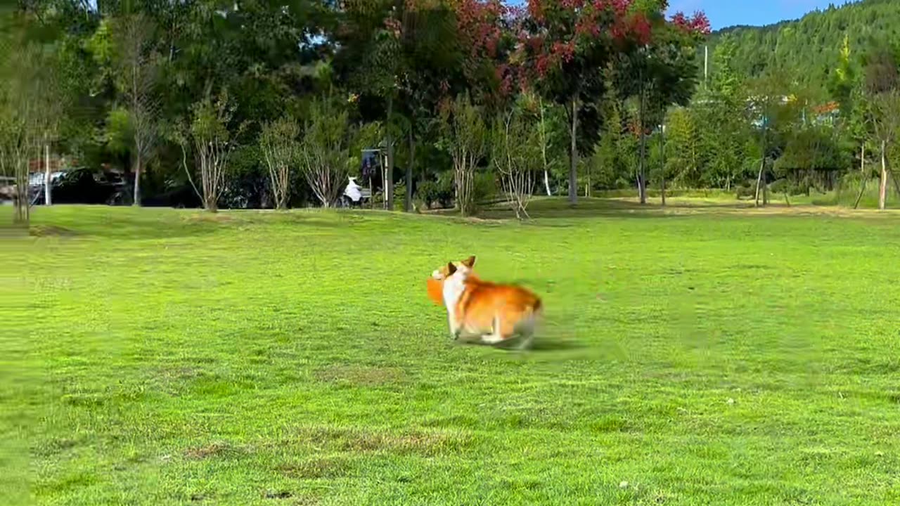 Cute Dog Playing