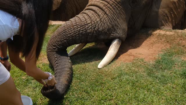 The Greatest Elephants Feeding from Humans hand