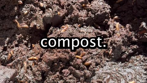 Infinite Free Chicken Feed Hack