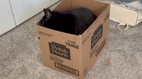 Cute Precious Piper Thoroughly Inspects a Box - Adopting a Cat from a Shelter Vlo
