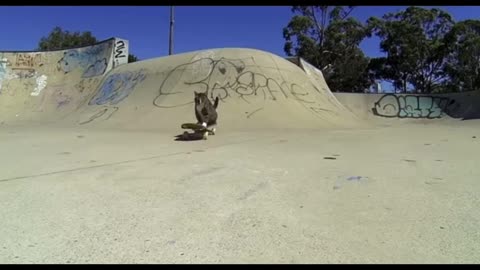News Break: Skating Kitty