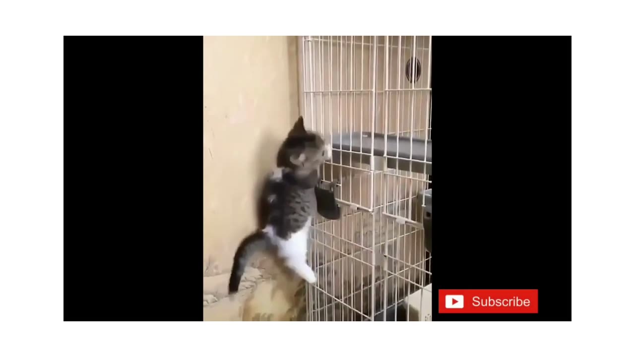 The Funniest Cat Videos You Need to Watch Right Now