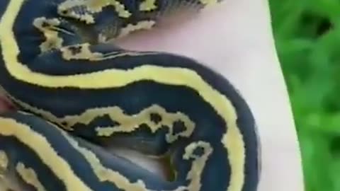 python baby snake