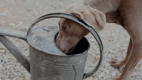 A Thirsty Dog Drinking From A Watering Can