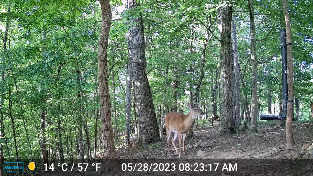 The Woods – 05/28/2023