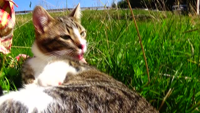 A Kitten Must Be Clean Even When Hiking